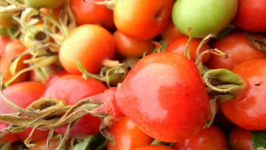 Busk Ökologische Landwirtschaft