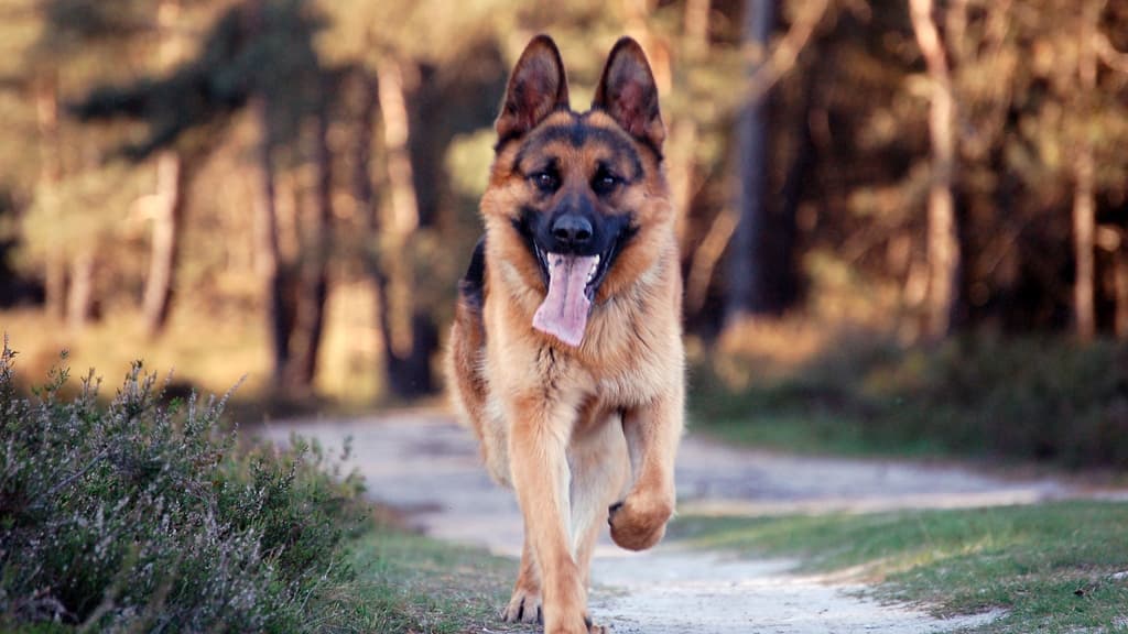 Hund Wald - Dronninglund Storskov