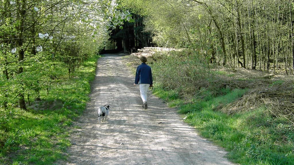 Hund Wald - Dronninglund Storskov