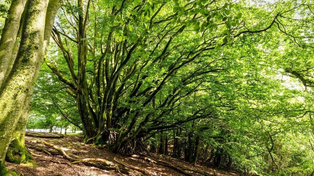 Rold Skov (Wald)