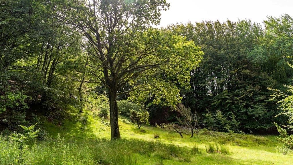 Rold Skov (Wald)