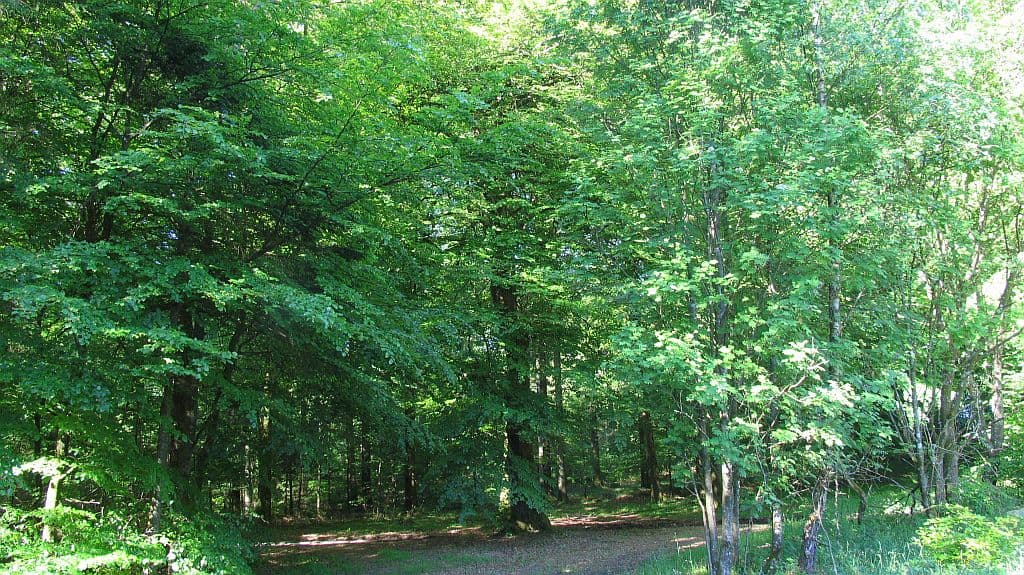 Ritmesterens Bøg (Buche)