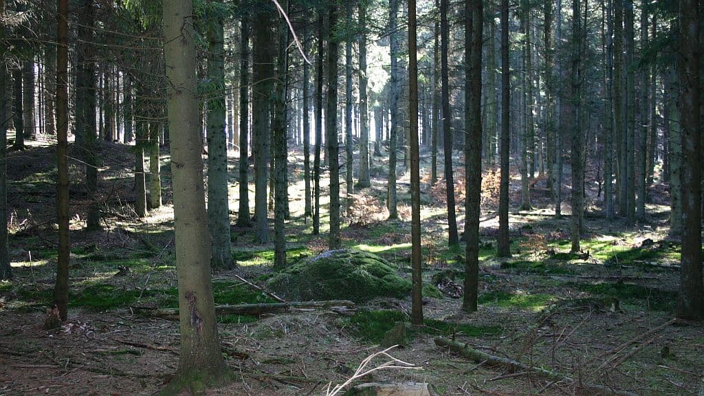 Rold Skov (Wald)