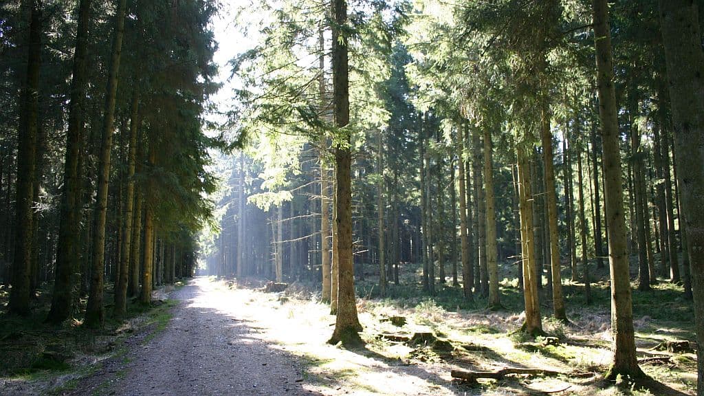Rold Skov (Wald)