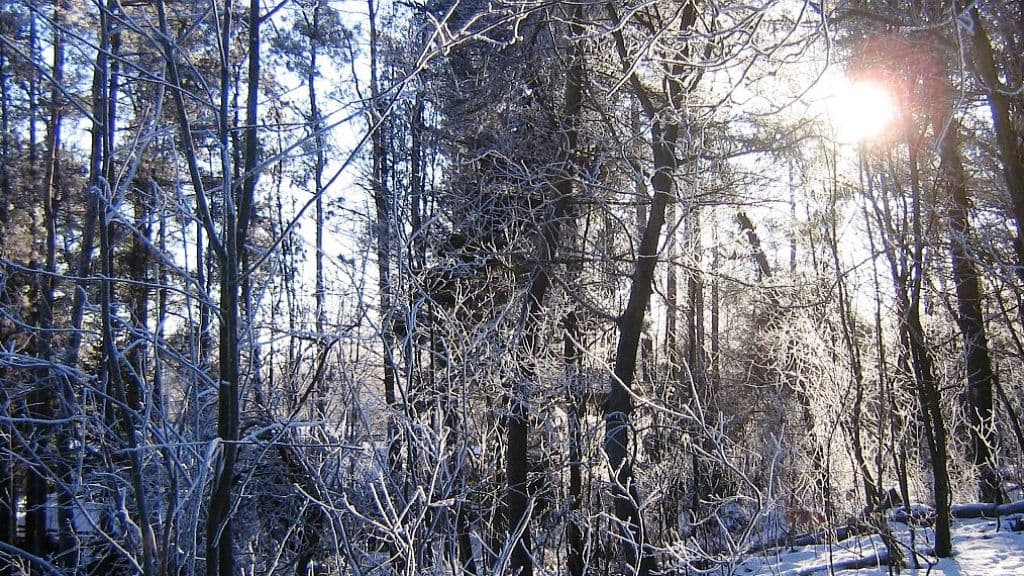 Rold Skov (Wald)