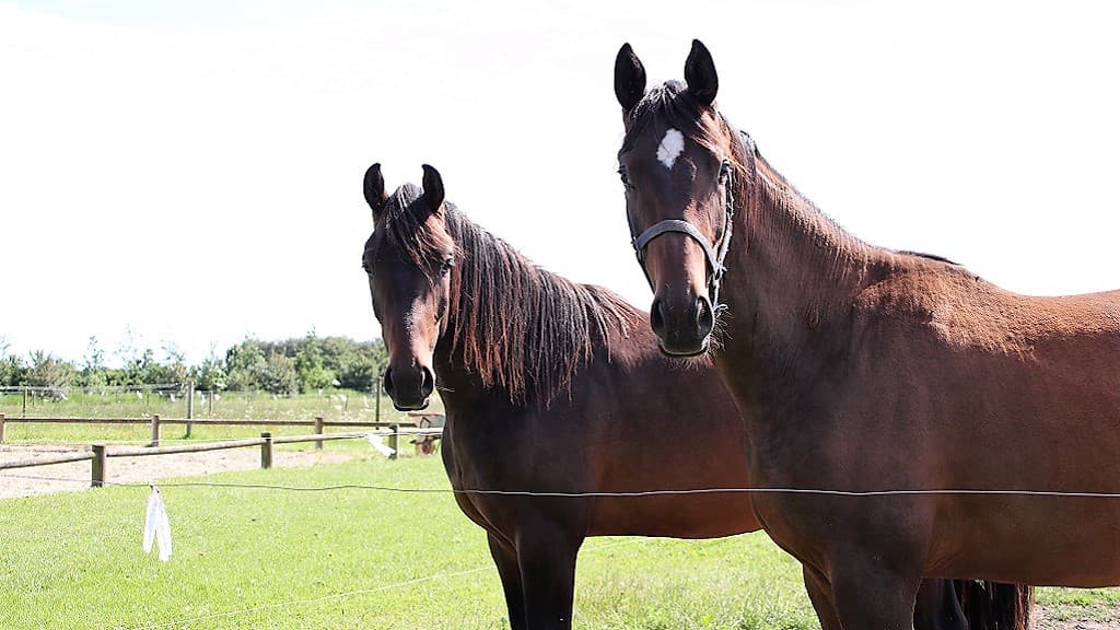 Jogi Bed & Breakfast