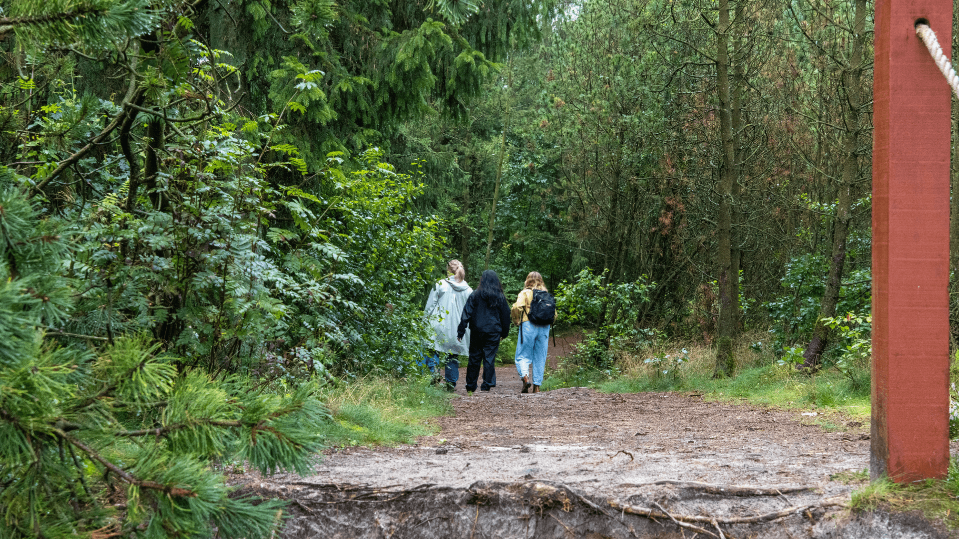 Gehölz Frederikshåb Plantage