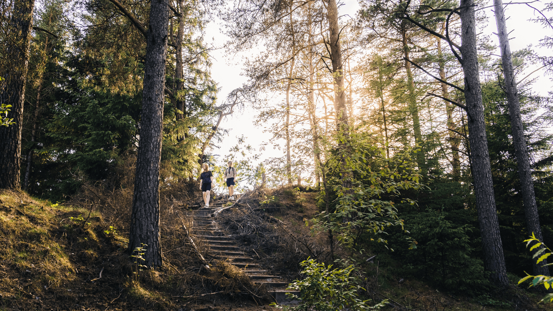 Gehölz Frederikshåb Plantage