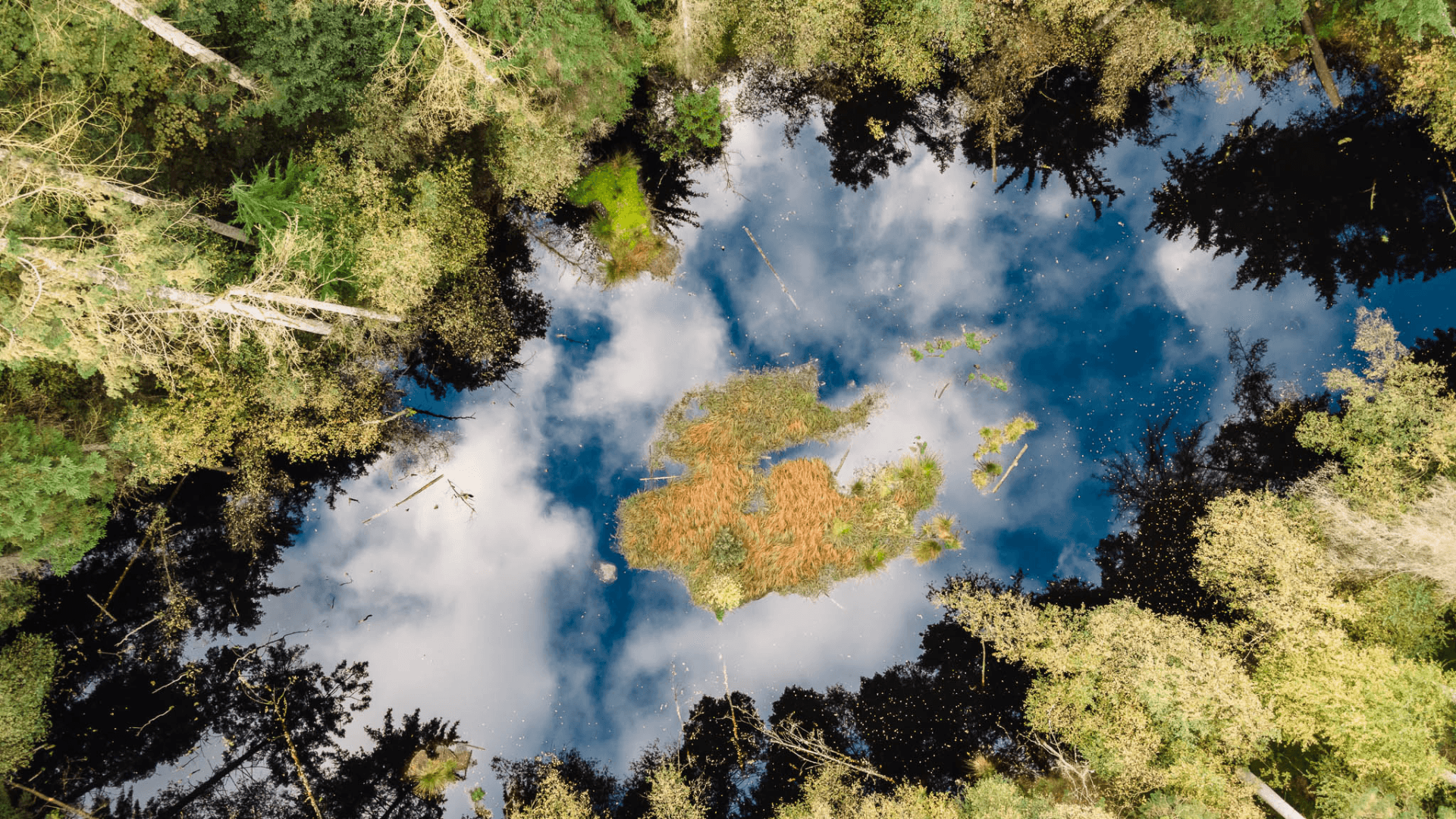 Gehölz Frederikshåb Plantage